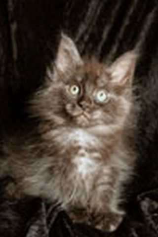 Maine Coon Kitten